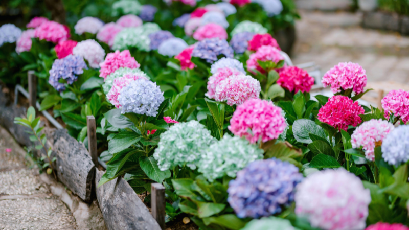 Preparing Your Charleston Garden for Spring Blooms | Carolina One Real Estate